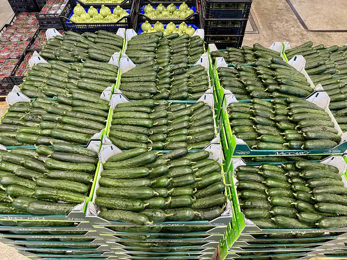 Cetrioli, origine Lazio, 0,80/1 euro al chilo